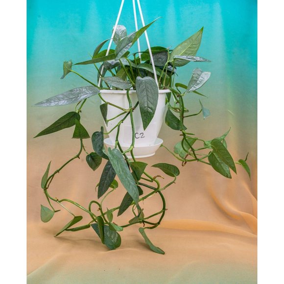 Cebu Blue Pothos 4.5" US Seller Potted RARE - Picture 2 of 2